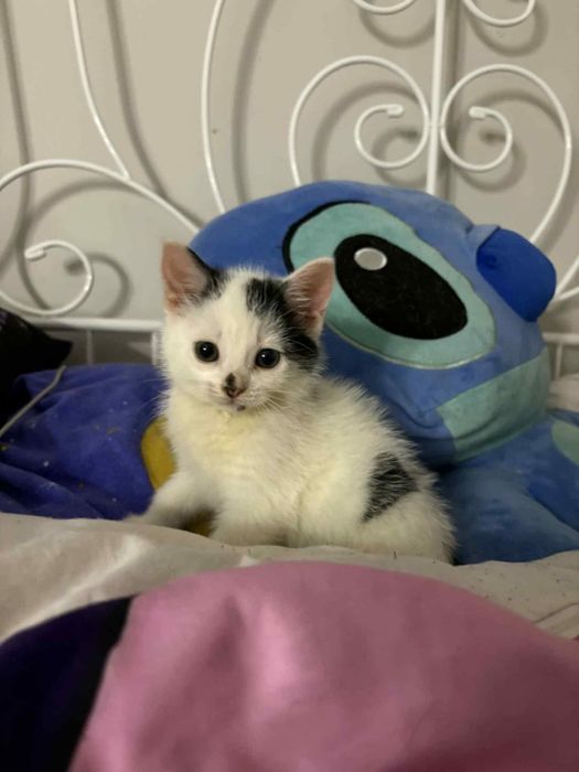 Śliczna malutka koteczka szuka domu