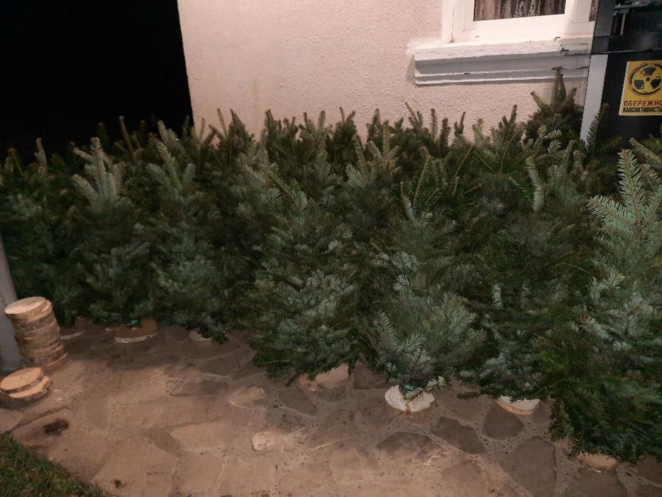 Натуральна Ялинка (Плетена із гілок)