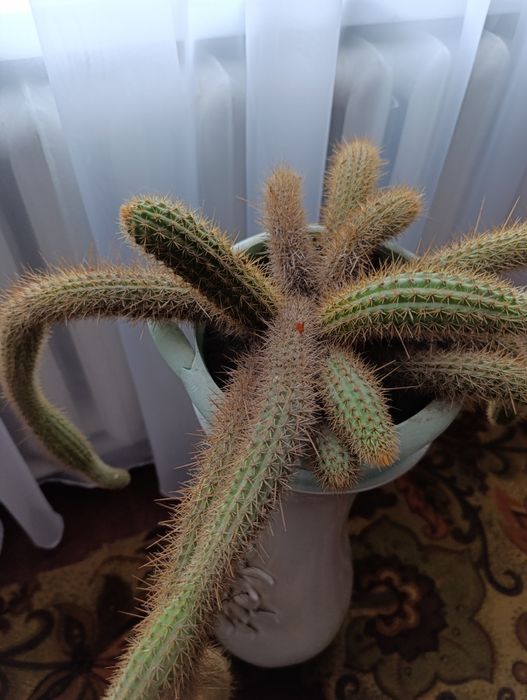 Продам гарний кактус
