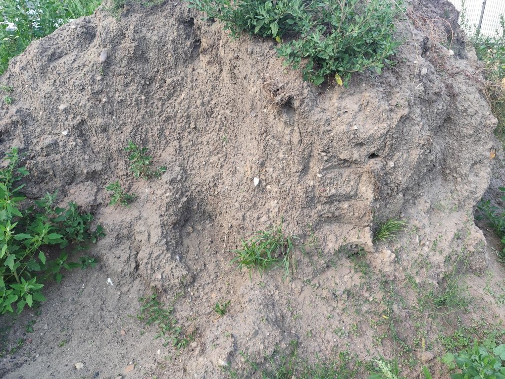 Humus, ziemia, ogród.