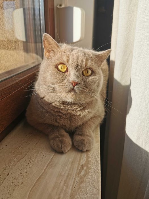 Płowa szylkretka w opcji pohodowlanej - hodowla Apollove.