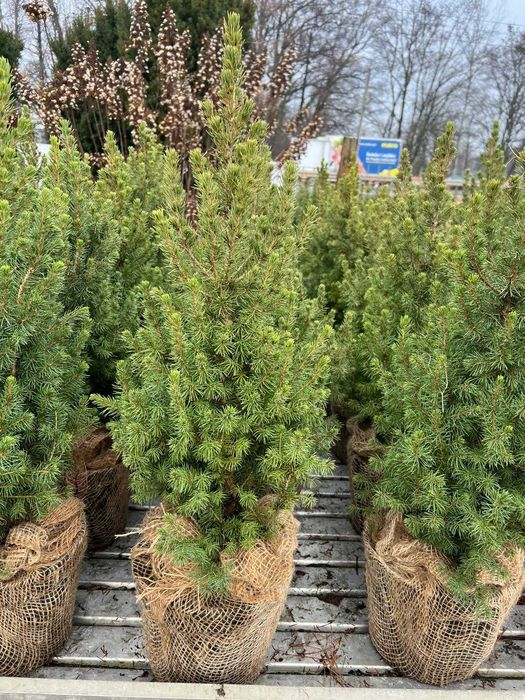 Świerk biały "Conica" - drzewko bożonarodzeniowe