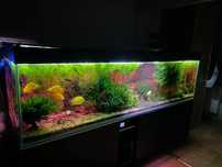 Akwarium 250x60x70 Fluval Fx6 Wszytko w zestawie Full zestaw (akwaria)