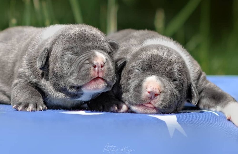 Голубые малыши в тяжолом типе ..