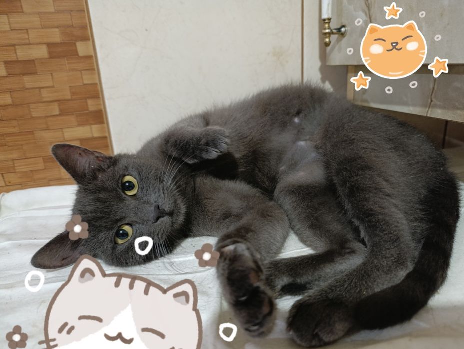 Кіт. Киця. Кошеня.