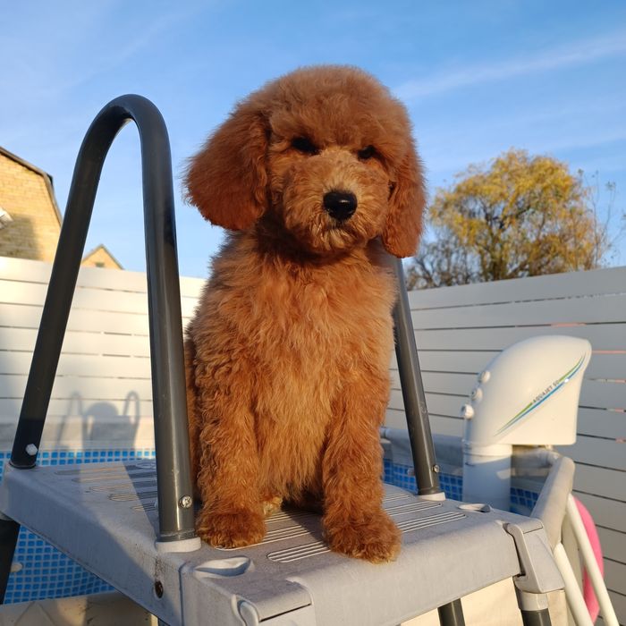 Дівчинка Голдендудль ф1б середня Київ.