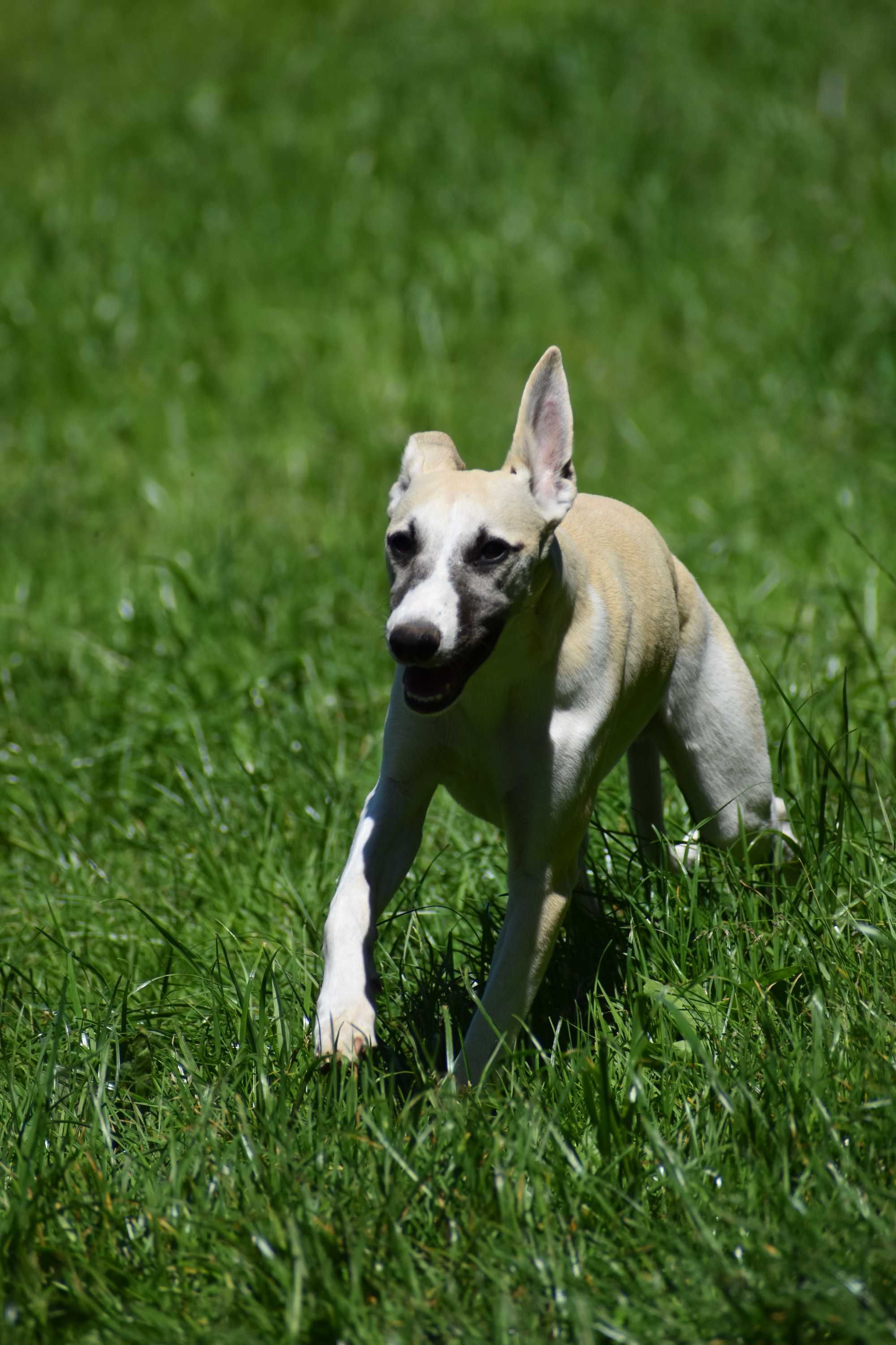 Chart angielski whippet- BARON FCI/ZKwP