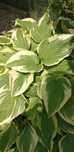 Hosta, funkia ok. 50 cm średnicy