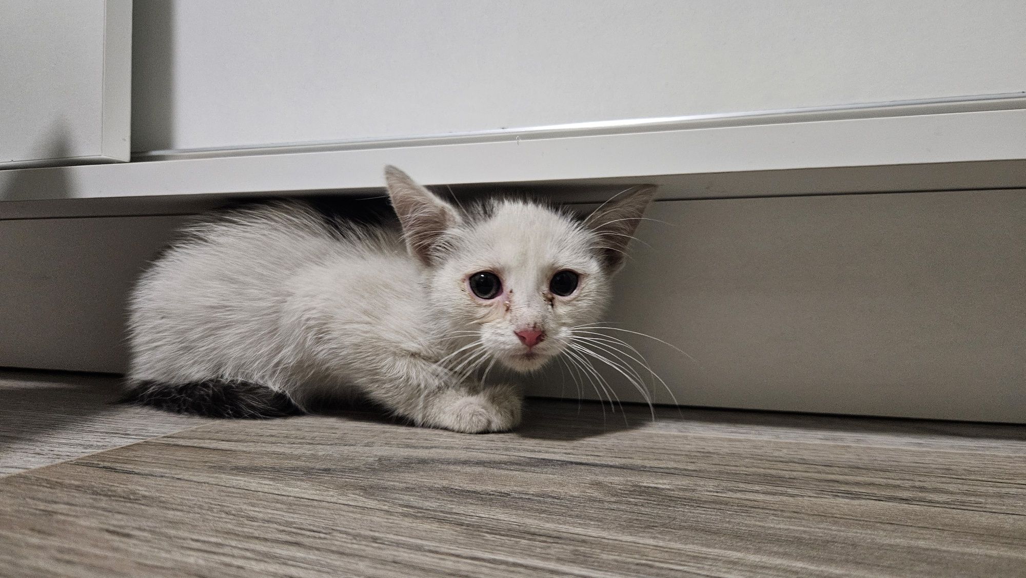 Biały Kot do adopcji