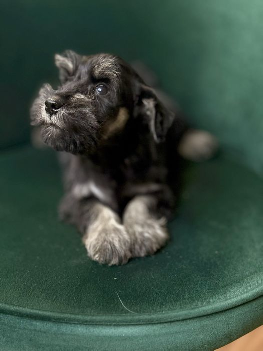 Sznaucer miniaturowy