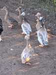 Gansos patos galinhas garnizas