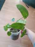 Philodendron Paradiso Verde