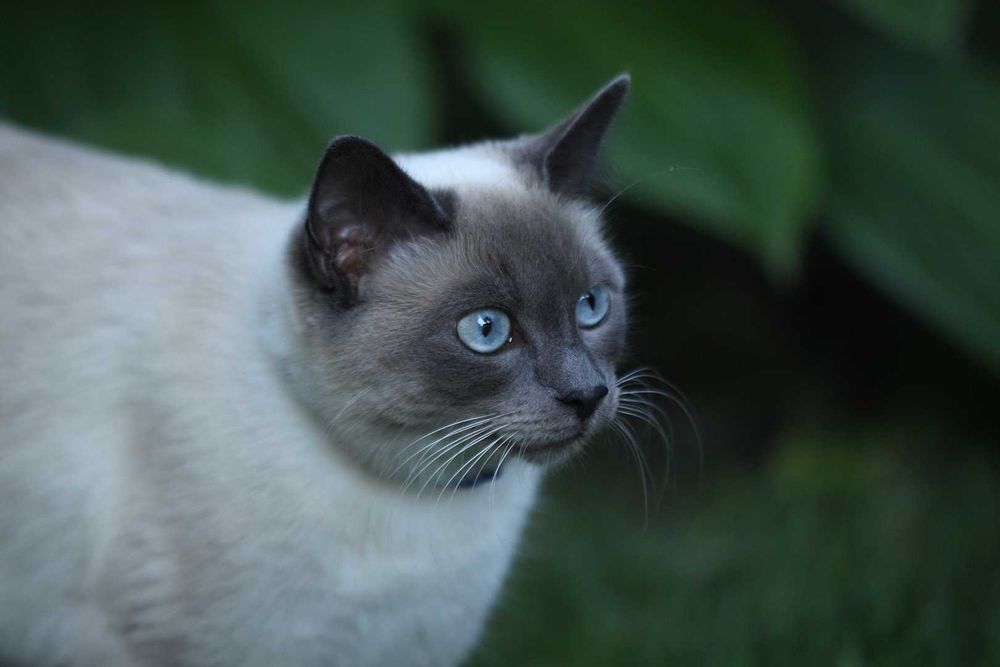 Canon/Sigma 150mm 1:2.8 APO macro EX DG HSM OS макро із стабілізацією