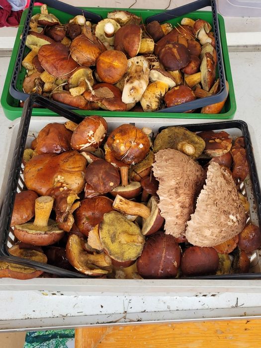 Grzyby  świeże podgrzybki