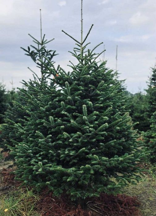 jodła kaukaska 2.00-2.50 świerki choinki