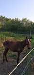Vendo poldro lusitano com 11 meses
