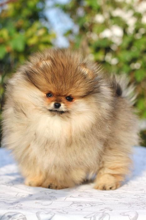 Cudo piesek . Pomeranian