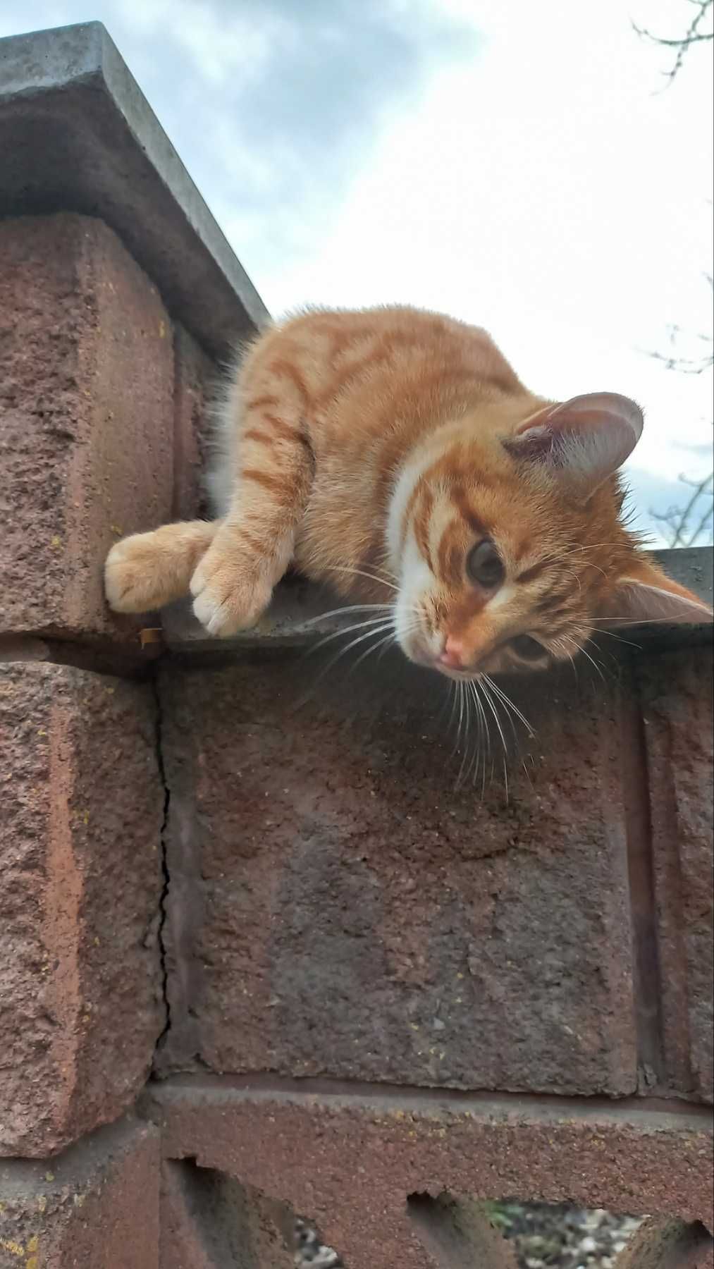 Подарую.кошенят..