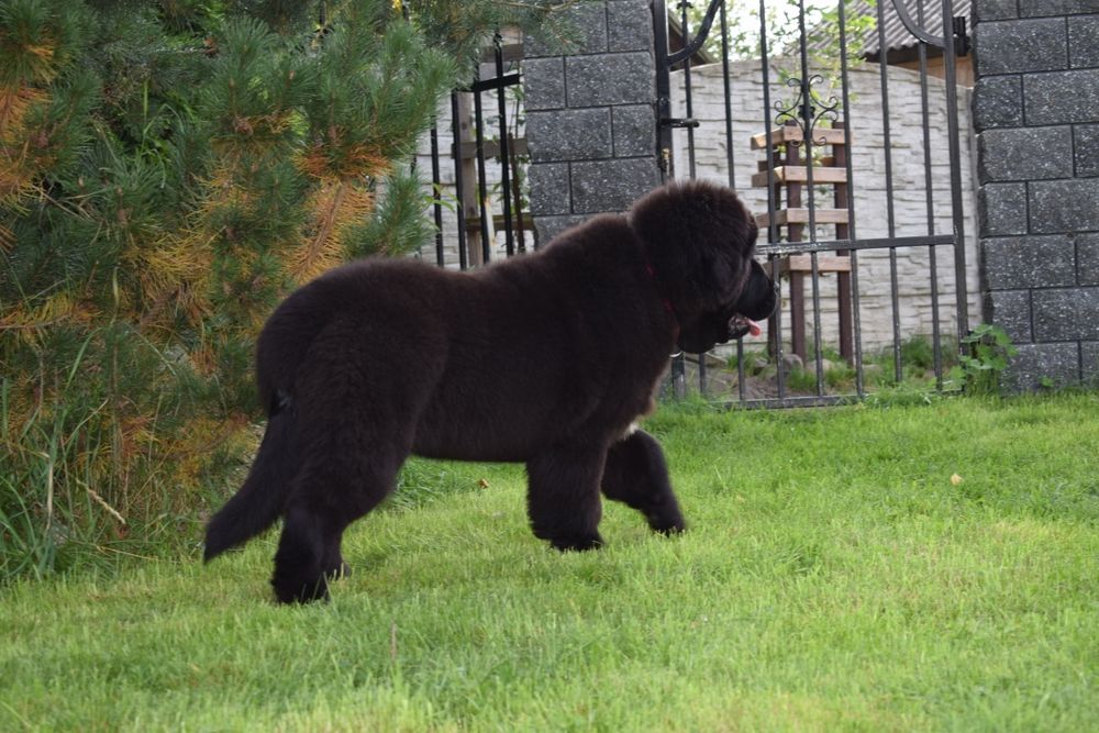 Czarna sunia Nowofundland