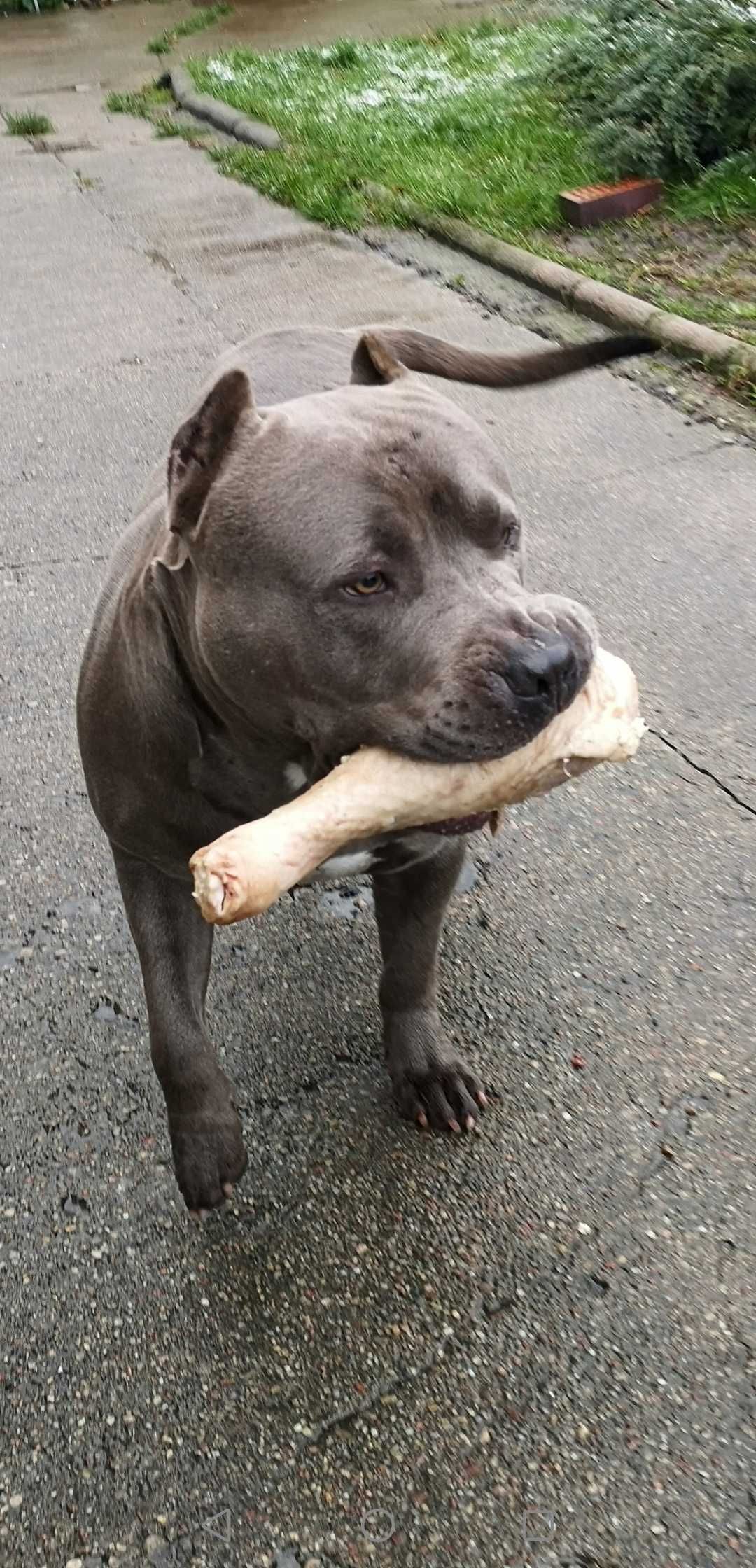 American Staffordshire Terrier piękny samiec.