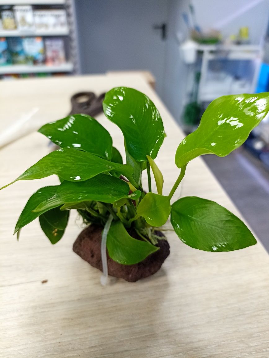 Anubias Nana Gold MASSON