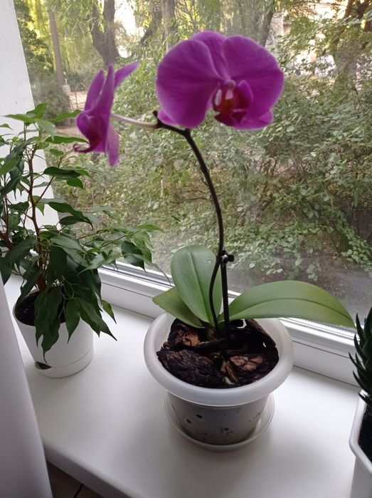 Орхідея підліток