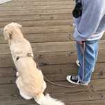 Dog/Pet sitting estadia familiar 10€ por dia
