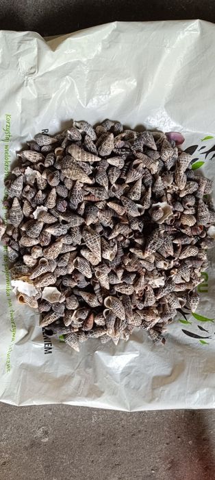 Muszelki do dekoracji lub akwarium