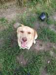 Pies Suczka Labrador