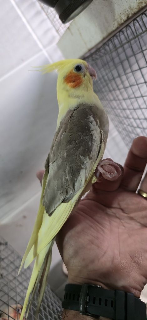 Várias aves domesticadas
