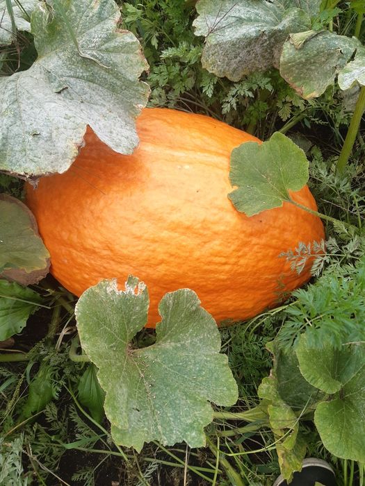 Dynia jadalna z własnego ogródka.