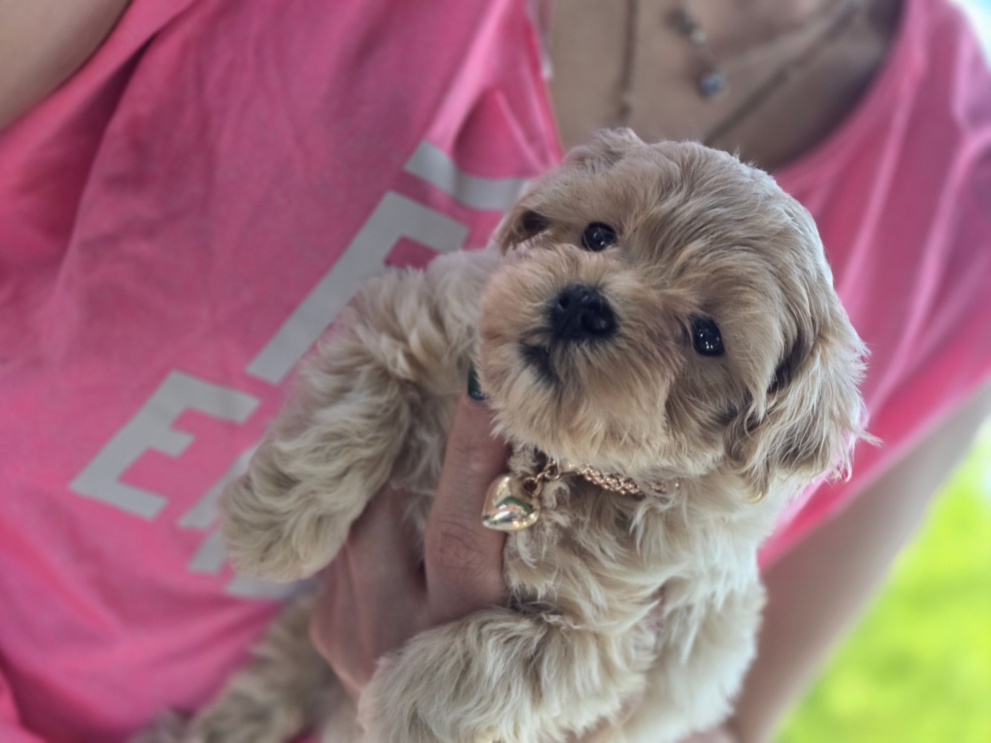 Maltipoo suczka hybryda pudel toy maltanczyk