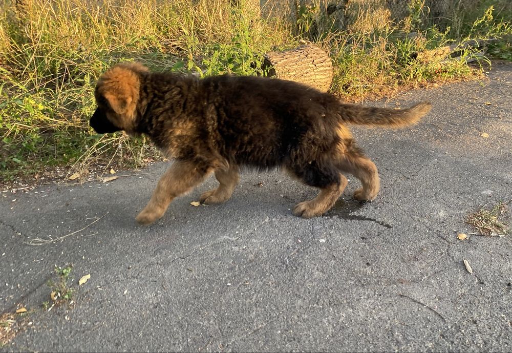 Продам цуценят німецької  вівчарки