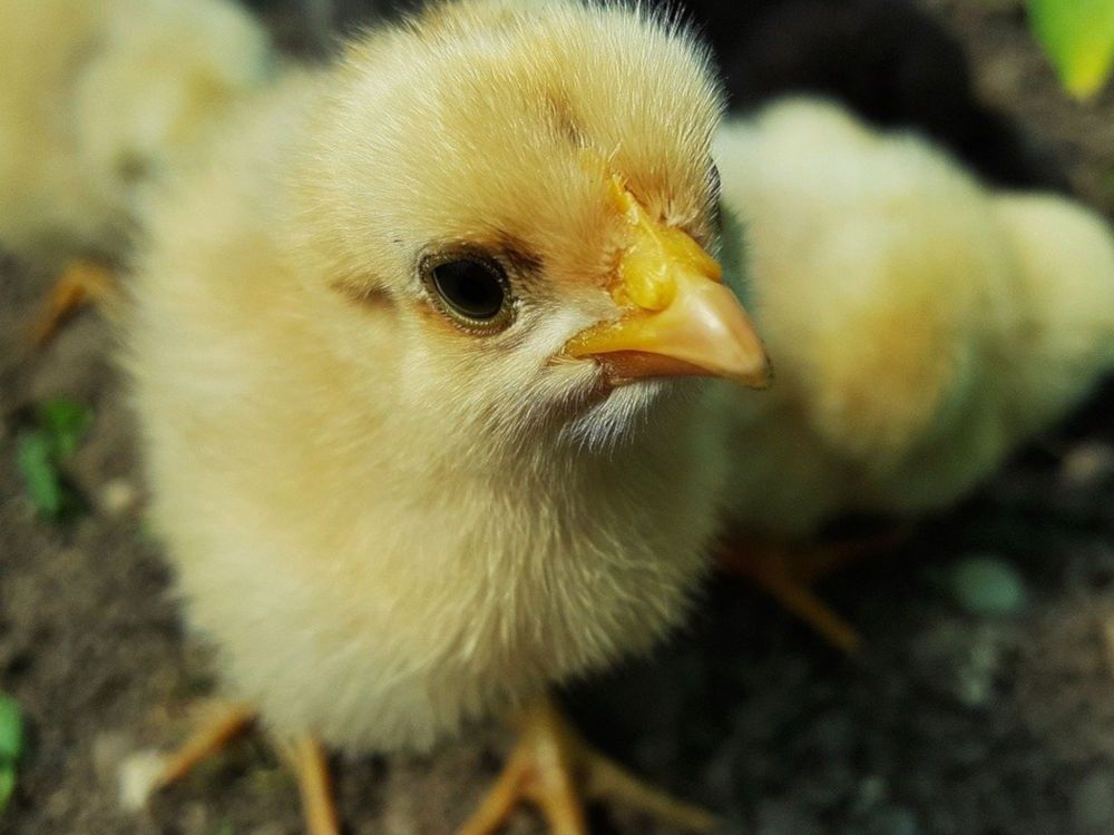 Продаж Домашніх Курей ,курчат