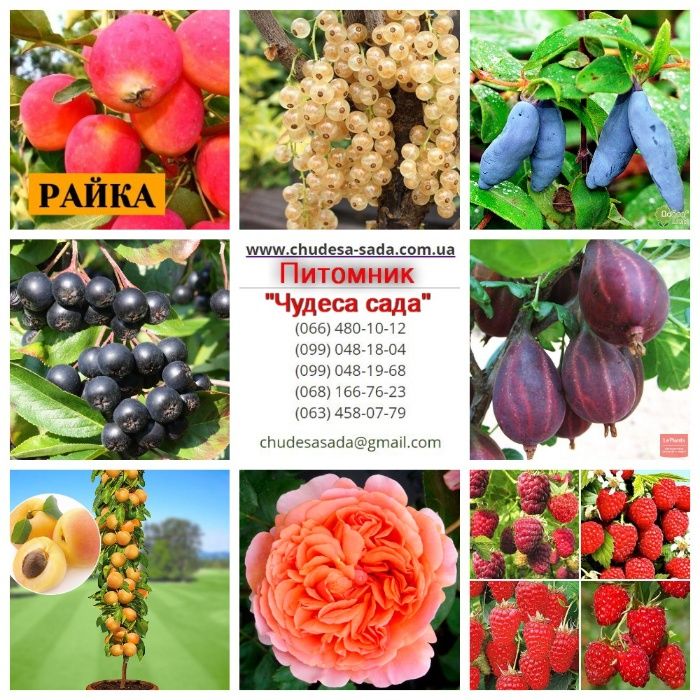 Саженцы сливы и алычи: эксклюзивные сорта и огромный выбор для сада!