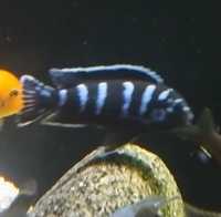 Macho Demasoni Pombo