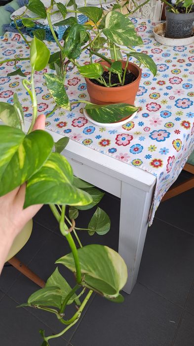 Plantas de Photos