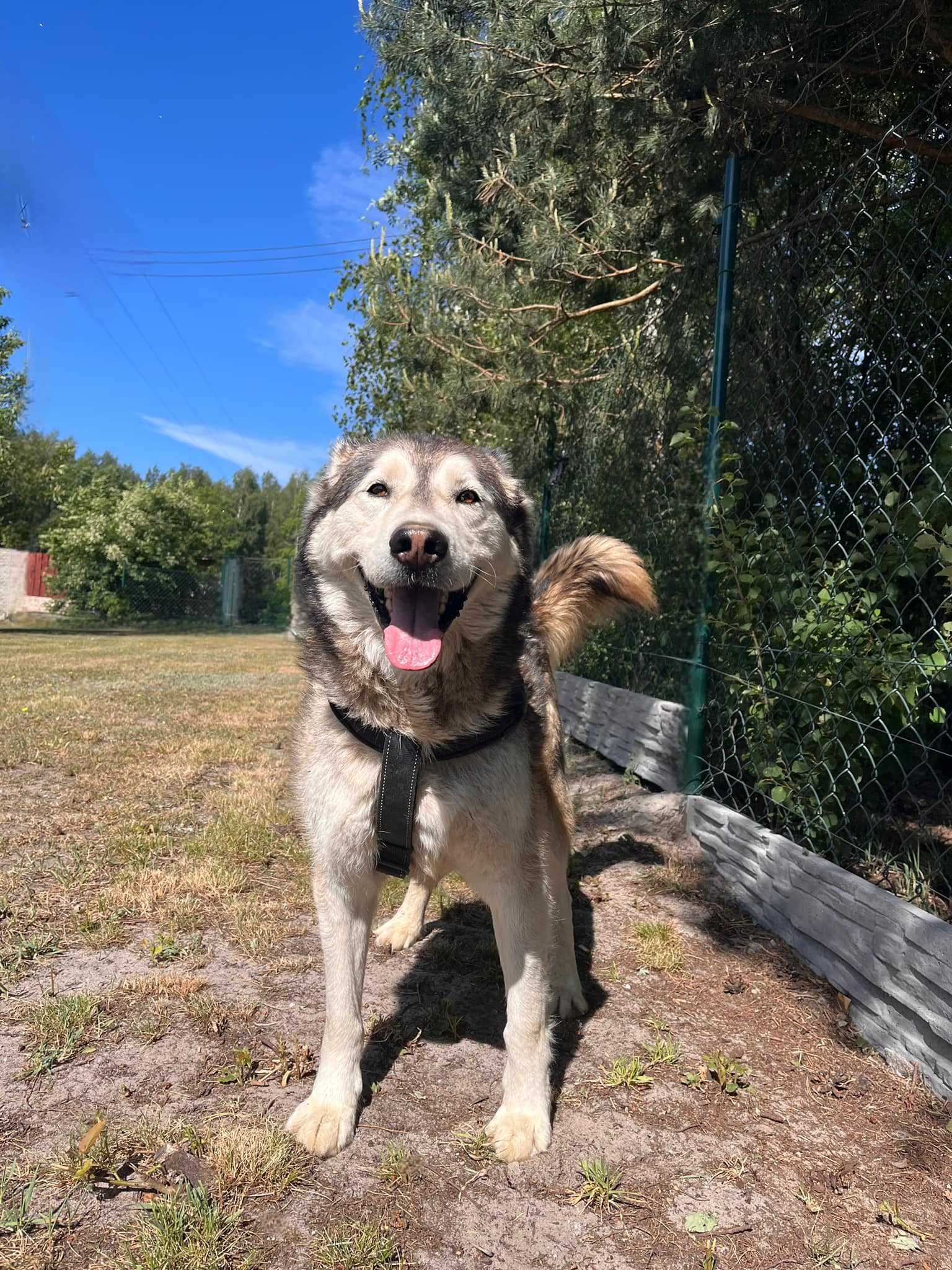 husky mix imbir w schronisku w lututowie aktualne