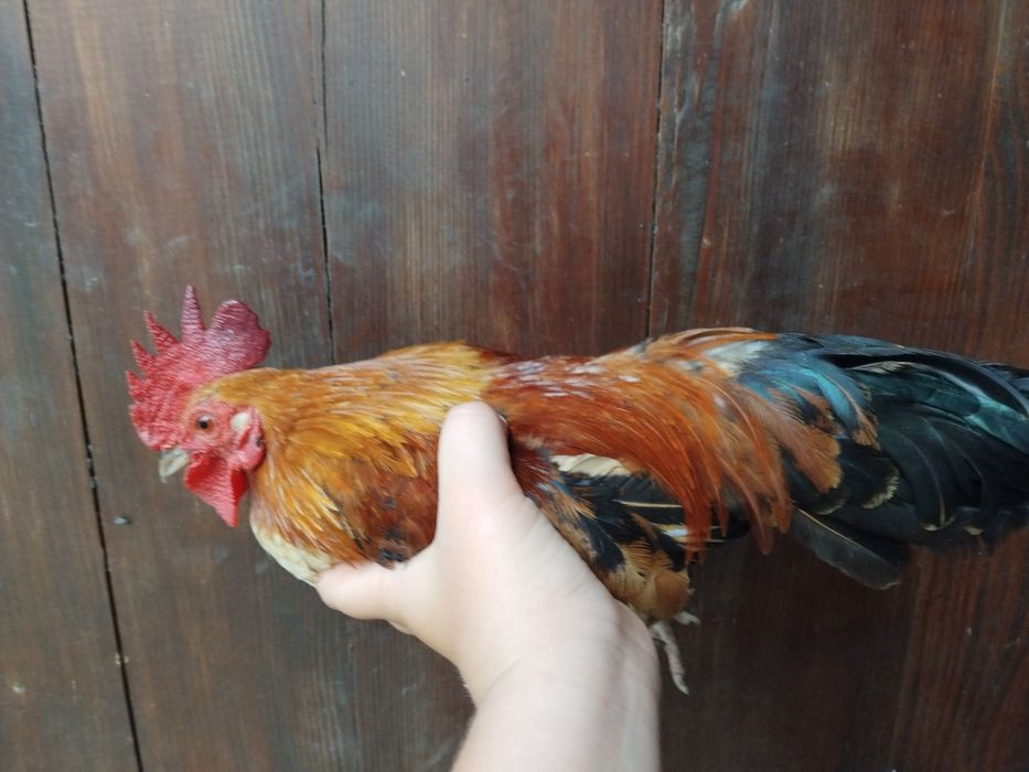 Sprzedam jajka seramy lęgowe