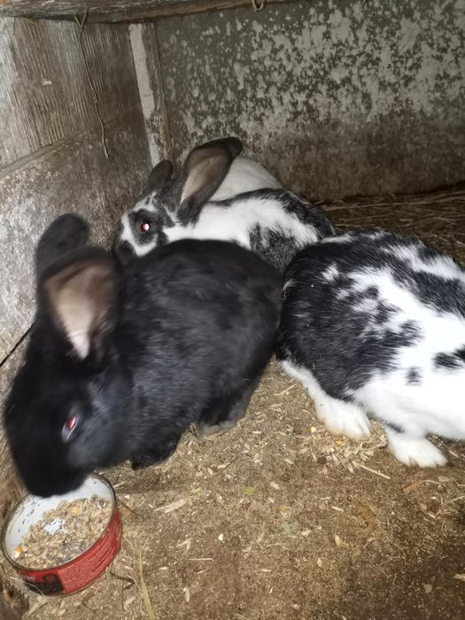 Кролики і кролиці 5 міс