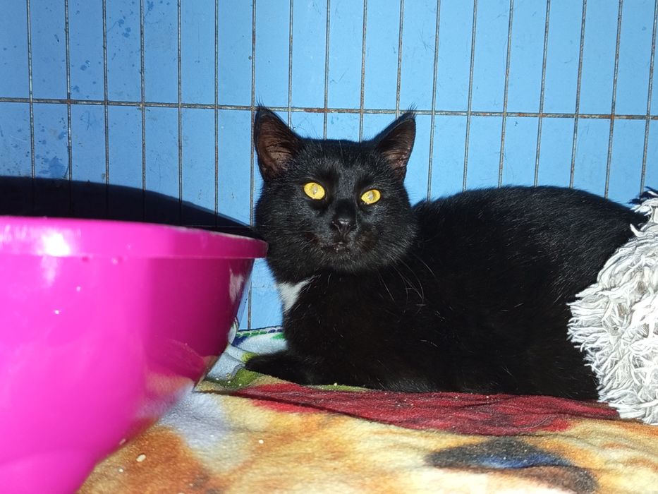 Kocurek Książe poleca się do adopcji