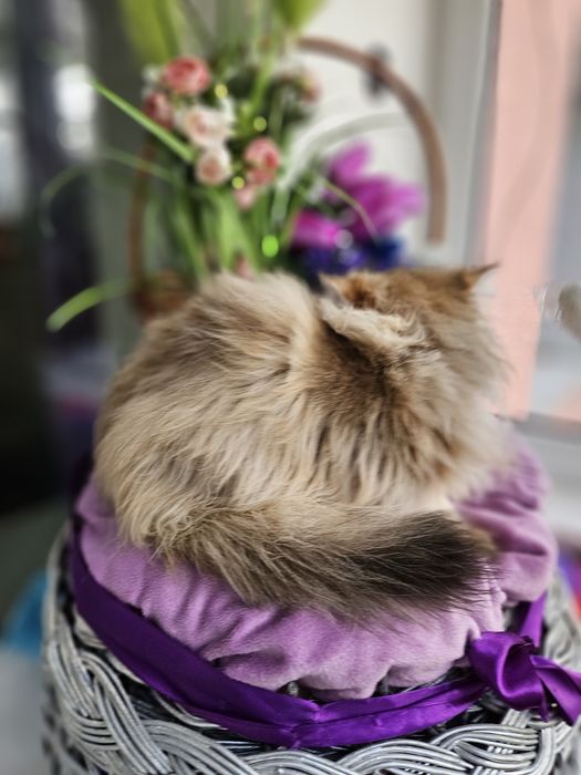 Золотая британская шиншилла кот котята котик хлопчик кіт довгошерстий