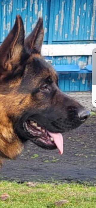 Owczarek niemiecki pies fci