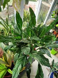 Спатіфілум spathiphyllum Diamond