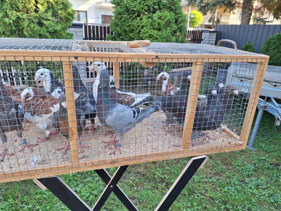 Sprzedam gołębie Garbonosy  różne kolory Zapraszam