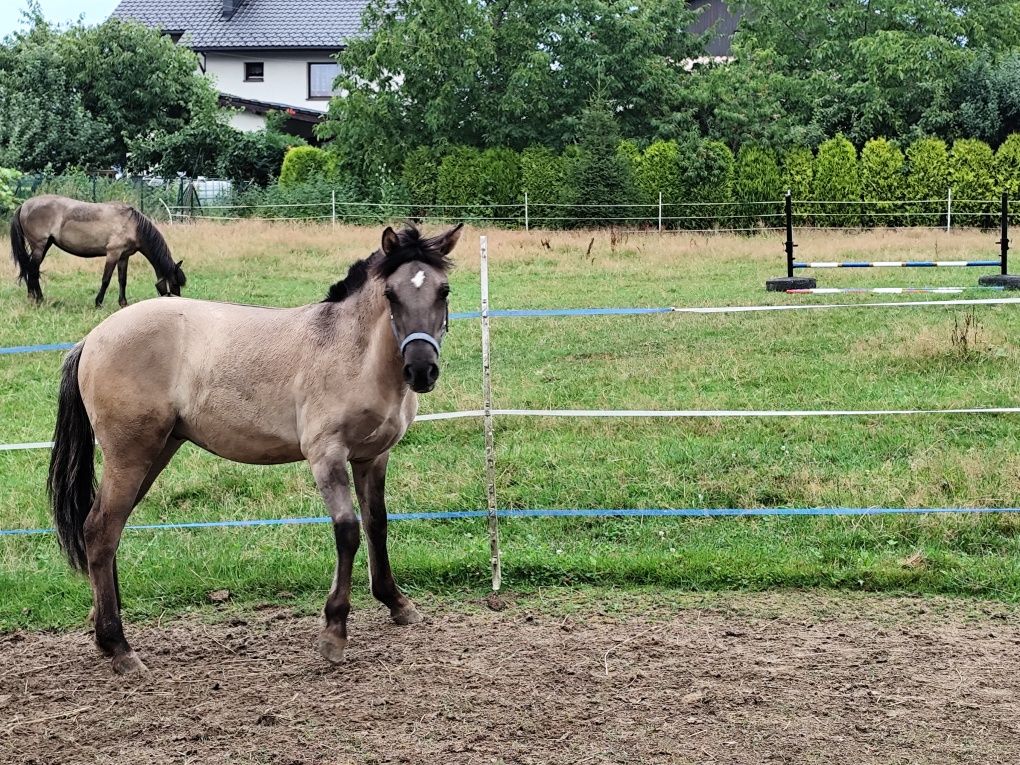 Sprzedam konia   .