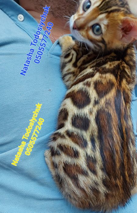Яскравий клубний котик. WCF