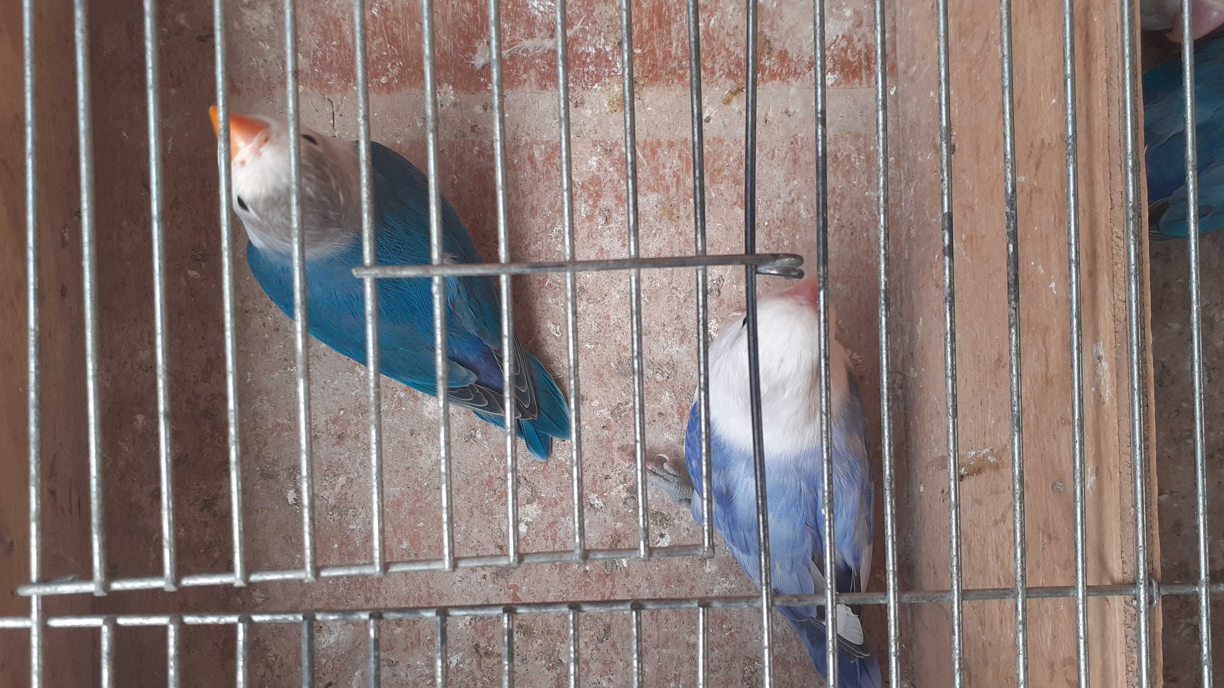 Agapornis fischer