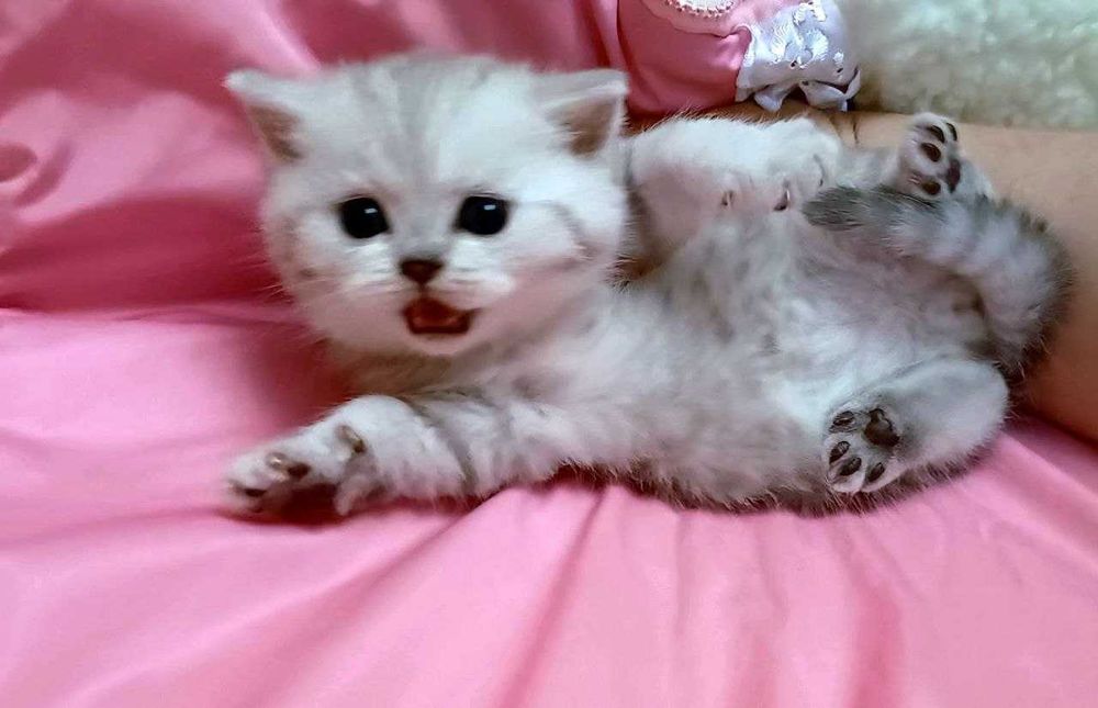 Розкішні шотландські кошенята.