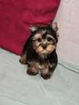 Piesek mini Yorkshire terrier